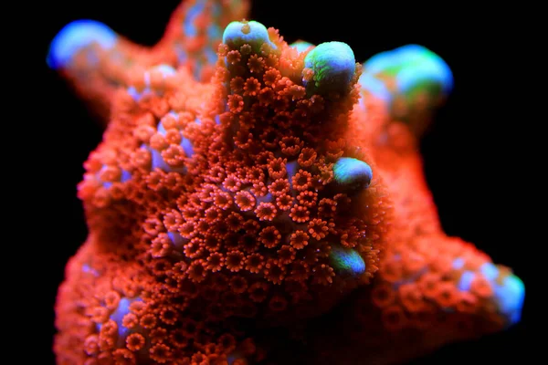 Montipora Corail Pierreux Coloré Dans Aquarium Récifal Réservoir — Photo