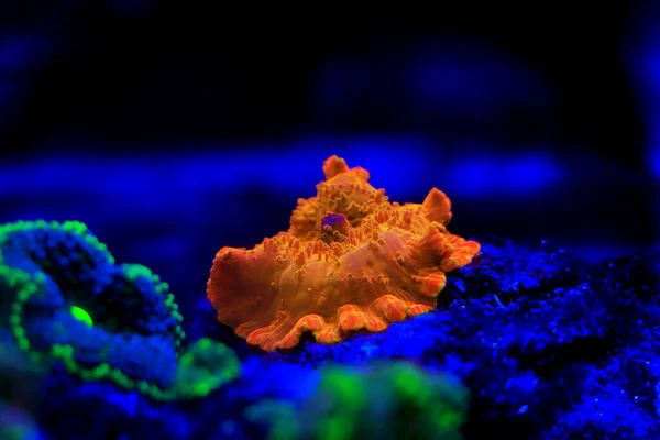 Ouro Discosoma Coral Cogumelos Anêmona Actinodiscus — Fotografia de Stock