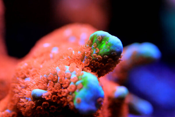 Montipora colorful stony coral in reef aquarium tank