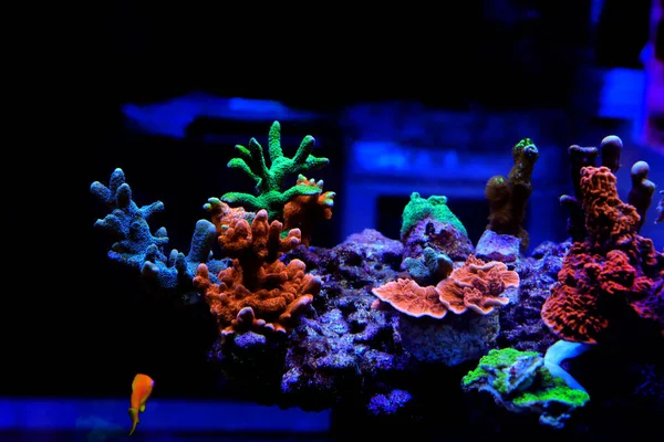 Montipora Colorful Stony Coral Reef Aquarium Tank — Foto Stock