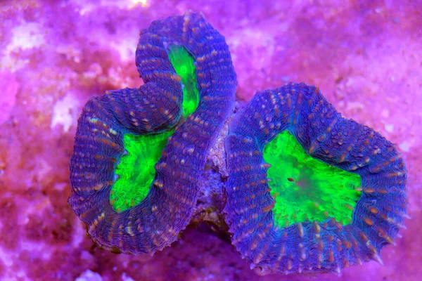 Lobophyllia Grandes Pólipos Coral Pedregoso Tanque Acuario Arrecife — Foto de Stock