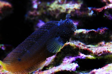 Starry Blenny veya Snowflake Blenny balığı - (Maaşlı ramosus) 