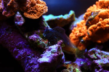 Starry Blenny veya Snowflake Blenny balığı - (Maaşlı ramosus) 