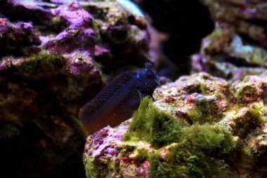 Starry Blenny veya Snowflake Blenny balığı - (Maaşlı ramosus) 