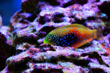 Mavi Yıldız Leopar Yolu - (Macropharyngodon bipartitus)