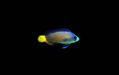 Muhteşem Dottyback - (Manonichthys ihtişam) 