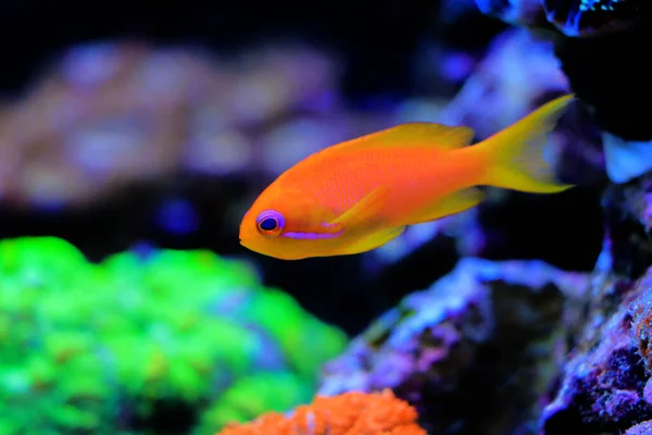 Lyretail Anthias Coralfish Pseudanthias Squamipinnis — Fotografia de Stock