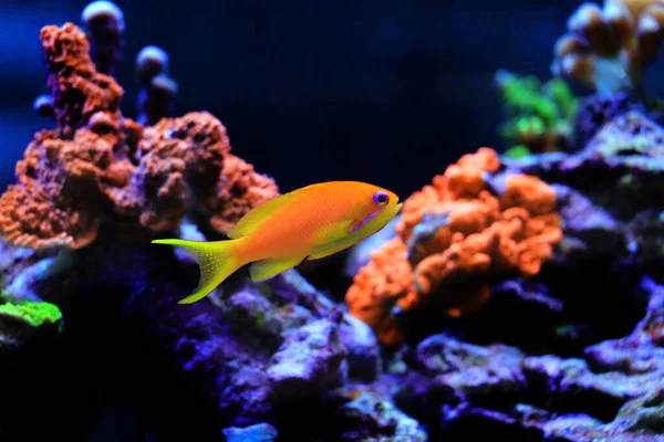 Perakende Anthias Mercan Balığı - (Pseudanthias squamipinnis)