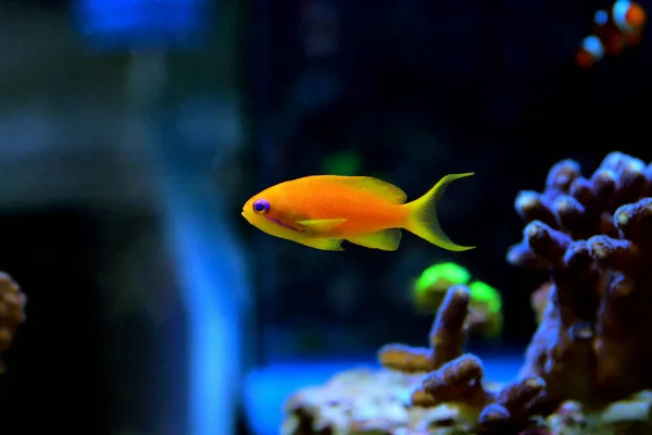 Lyretail Anthias Coralfish Pseudanthias Squamipinnis Nincs Magyar Neve — Stock Fotó