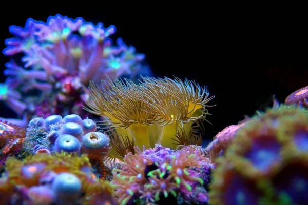 イエローパラゾアノス グラシリス ポリプスは リーフ水族館タンクのための素晴らしい生活装飾です — ストック写真