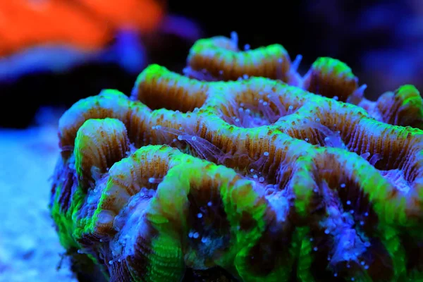 Maze Brain Lps Coral Platygyra — Stock Photo, Image