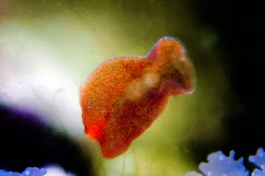 Red planaria flatworms - Convolutriloba retrogemma