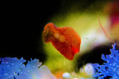 Red planaria flatworms - Convolutriloba retrogemma