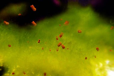 Red planaria flatworms - Convolutriloba retrogemma