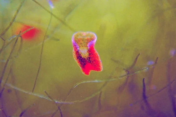 Red Planaria Flatworms Convolutriloba Retrogemma — Stock Photo, Image