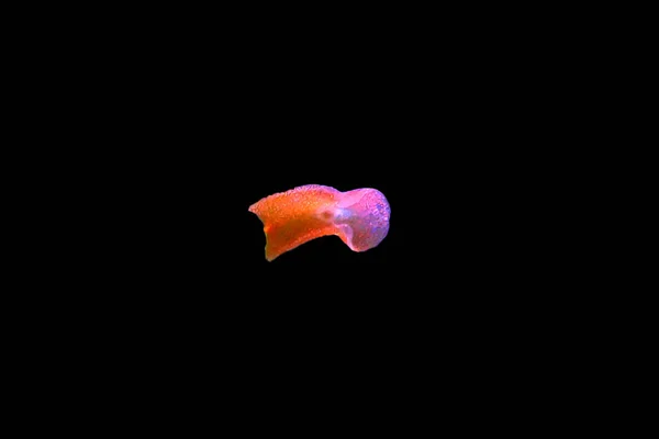 Red Planaria Flatworms Convolutriloba Retrogemma — Stok fotoğraf