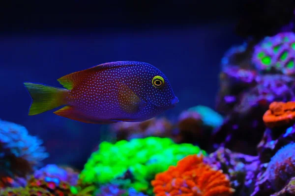 Tanga Žlutookého Ctenochaetus Strigosus — Stock fotografie