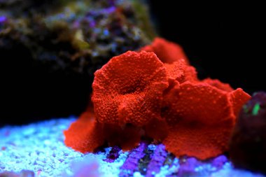 Resif akvaryumunda yumuşak renkli mantar.