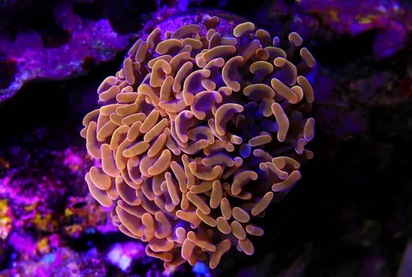 Euphyllia Ancora Coral Martelo Grandes Pólipos Pedregosos — Fotografia de Stock