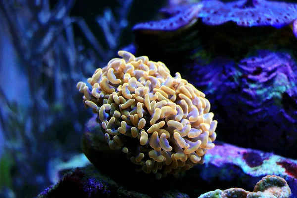 Евфилия Анкора Молот Коралловый Большие Каменистые Полипы — стоковое фото