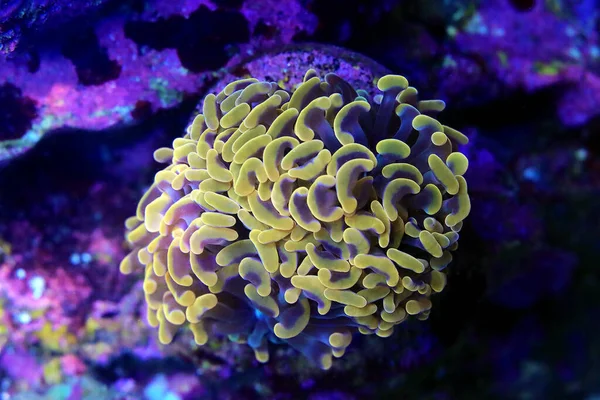 Euphyllia Ancora Coral Martelo Grandes Pólipos Pedregosos — Fotografia de Stock
