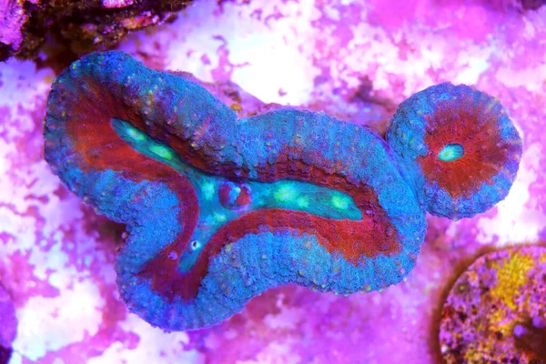 ロボフィリアSp リーフアクアリウムタンク内の大型ポリプ石サンゴ — ストック写真