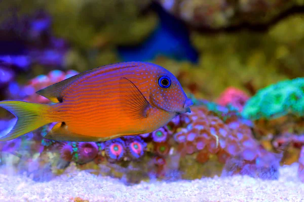 Blue Eye Tang Fish Diente Cerda Dos Macetas Ctenochaetus Binotatus —  Fotos de Stock