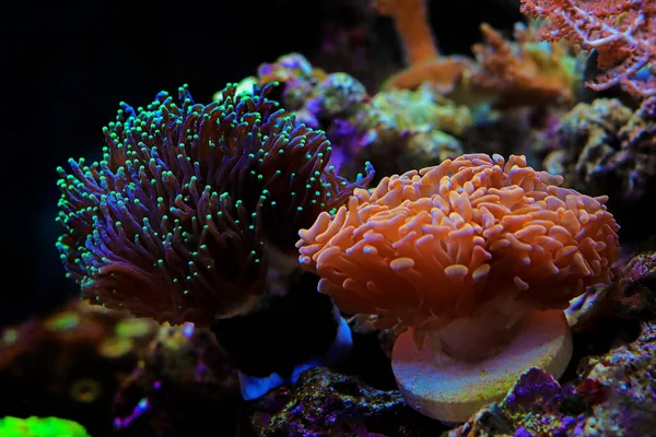Euphyllia Ancora Hammer Coral Large Stony Polyps — стокове фото