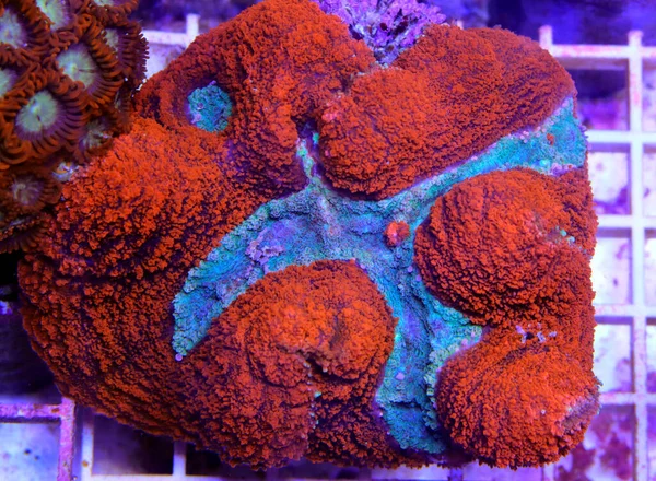 Lobophyllia Duże Polipy Kamienny Koralowiec Akwarium Rafowym — Zdjęcie stockowe