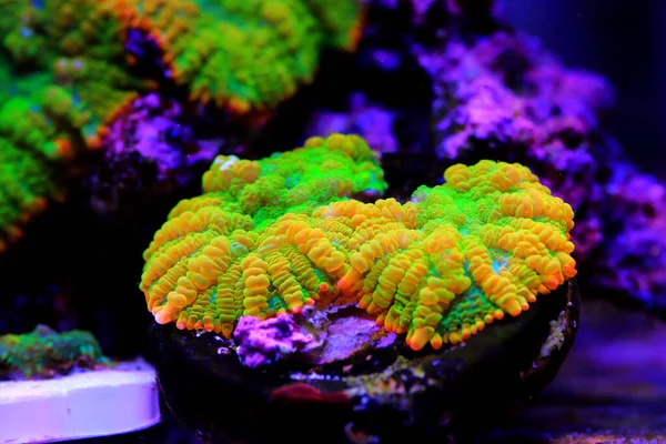 Tequila sunrise Rhodactis mushroom coral