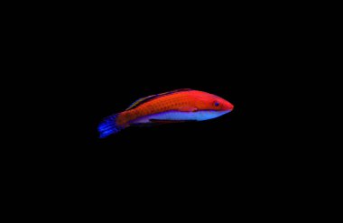 Ruby Longfin Peri Yolu - (Cirrhilabrus rubeus)