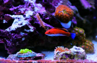 Ruby Longfin Peri Yolu - (Cirrhilabrus rubeus)