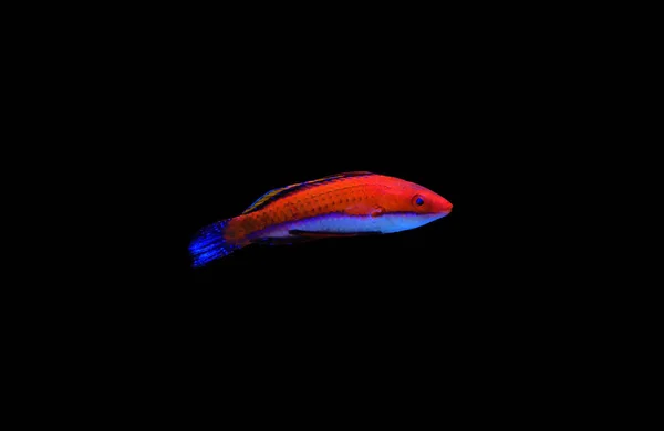 Ruby Longfin Fada Wrasse Cirrhilabrus Rubeus — Fotografia de Stock