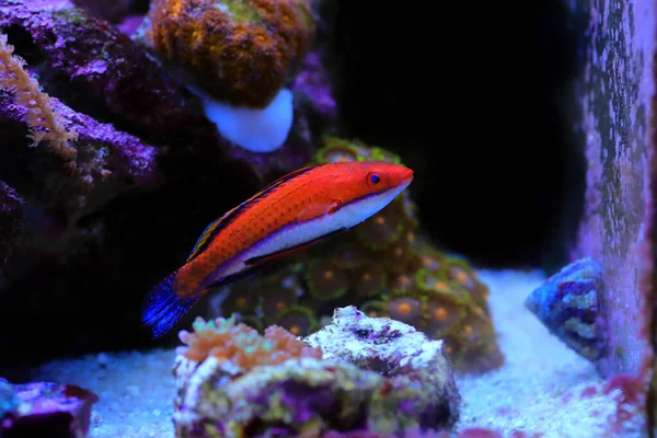 Rubinroter Lippfisch Cirrhilabrus Rubeus — Stockfoto