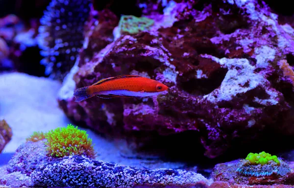 Ruby Longfin Fairy Wrasse Cirrhilabrus Rubeus — стокове фото