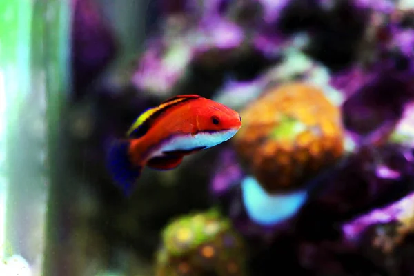 Ruby Longfin Fairy Wrasse Cirrhilabrus Rubeus — Stok Foto