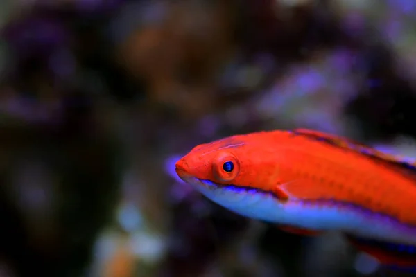 Rode Langvin Fairy Wrasse Cirrhilabrus Rubeus — Stockfoto