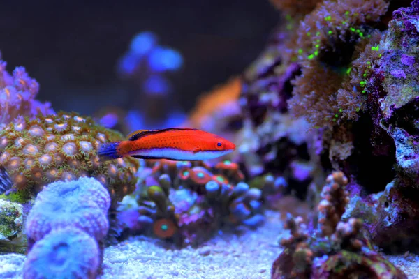 Red Longfin Fairy Wrasse Cirrhilabrus Rubeus — стокове фото