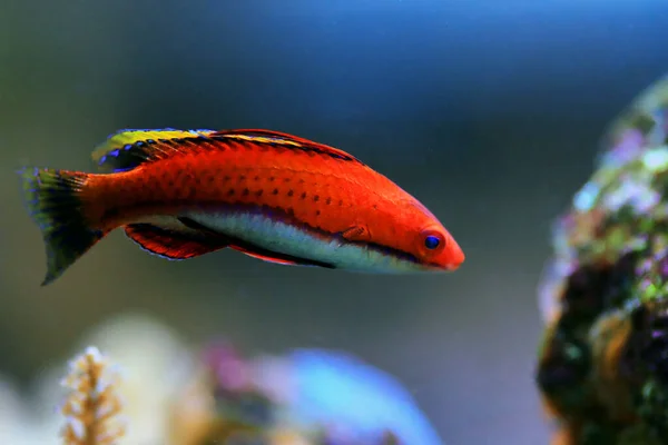 Roter Lippfisch Cirrhilabrus Rubeus — Stockfoto