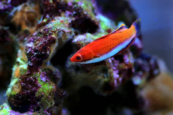 Red Longfin Fairy Wrasse Cirrhilabrus Rubeus — Stock Photo, Image