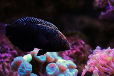  Siyah Leopar Balığı - Makrofarengodon negrosensis