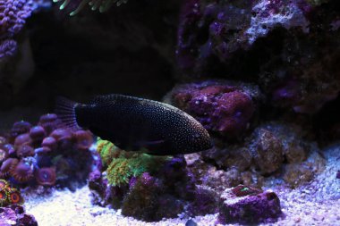  Siyah Leopar Balığı - Makrofarengodon negrosensis