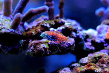 Mavi Yıldız Leopar Yolu - (Macropharyngodon bipartitus)