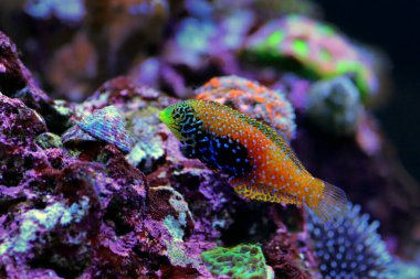 Mavi Yıldız Leopar Yolu - (Macropharyngodon bipartitus)