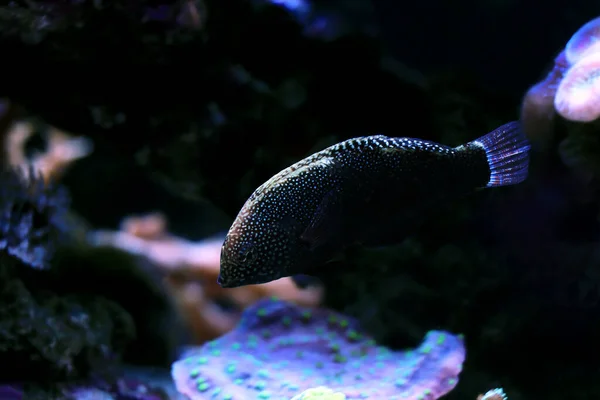 Pesce Leopardo Nero Macrofaringodonte Negrosensis — Foto Stock