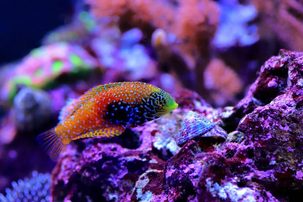 Kék Csillag Leopárd Wrasse Macropharyngodon Bipartitus — Stock Fotó