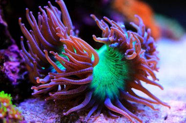 Mavi uçlu LPS mercanı Katalapili Jardinei