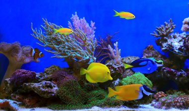 Beautiful symbiosis of group of fishes in coral reef aquarium tank clipart