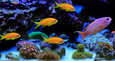 Bir grup Anthias, mercan resifi akvaryum tankında ailesini avlıyor