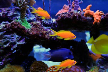 Group of Anthias fishes family in coral reef aquarium tank clipart